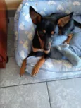 Cachorro raça Srd mistiça pinscher idade 7 a 11 meses nome July