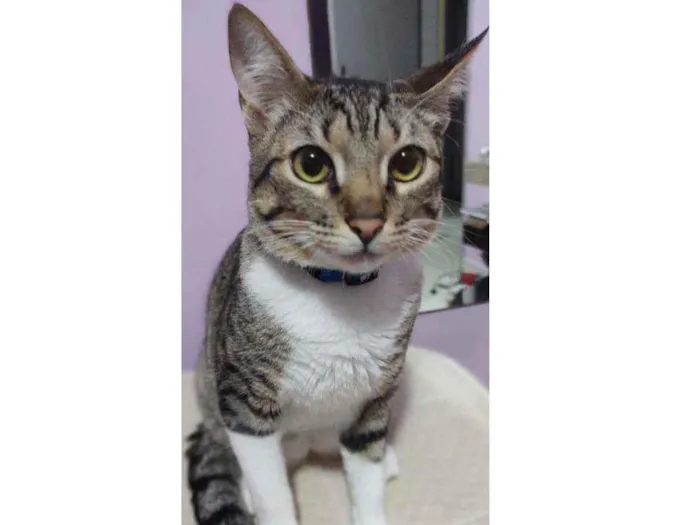 Gato ra a  idade 7 a 11 meses nome Frajola