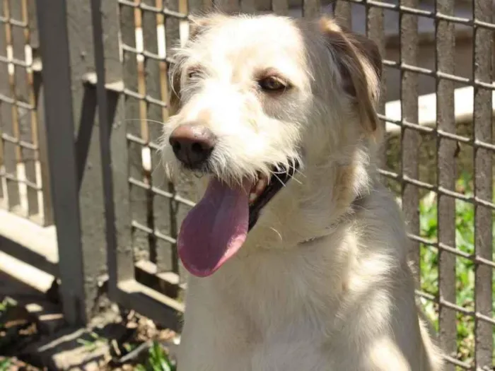 Cachorro raça Srd idade 2 anos nome Caramelo