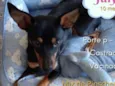 Cachorro raça Srd mistiça pinscher idade 7 a 11 meses nome July