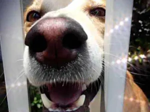 Cachorro raça Srd idade 1 ano nome Trovão bonzinho 
