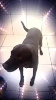 Cachorro raça Srd idade 1 ano nome Thor Labmix 