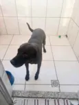 Cachorro raça Srd idade 1 ano nome Thor Labmix 