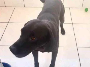 Cachorro raça Srd idade 1 ano nome Thor Labmix 