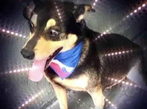 Cachorro raça Srd idade 1 ano nome Spike um fofo 