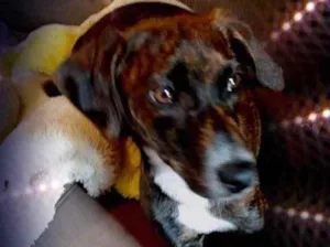 Cachorro raça Srd idade 7 a 11 meses nome Molly Linda bebê 