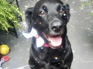 Cachorro raça Labrador mestiça linda  idade 3 anos nome Luna Labrador mix 