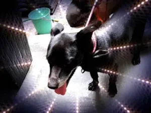 Cachorro raça Srd  idade 4 anos nome Neguinho porteP