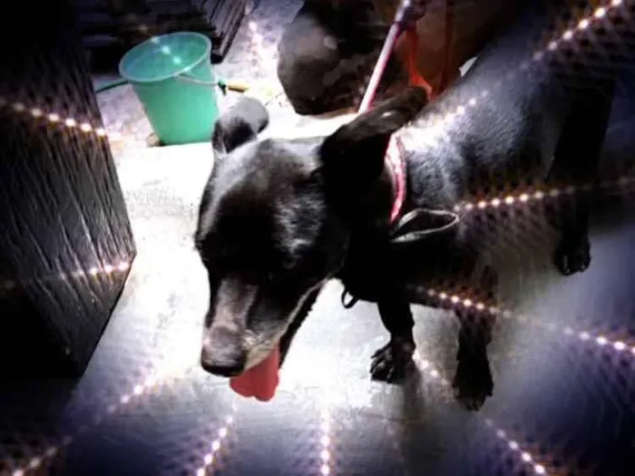 Cachorro raça Srd  idade 4 anos nome Neguinho porteP