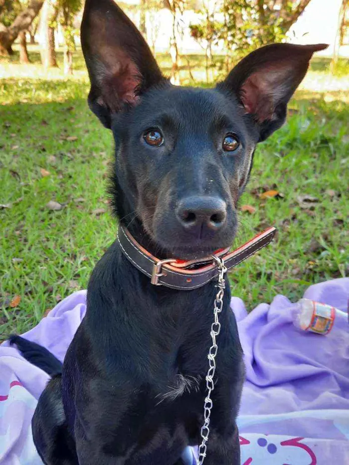 Cachorro ra a Vira Lata  idade 7 a 11 meses nome Cacau 