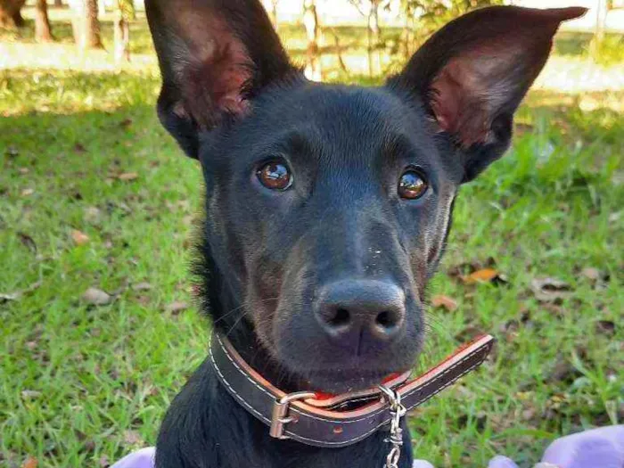 Cachorro ra a Vira Lata  idade 7 a 11 meses nome Cacau 