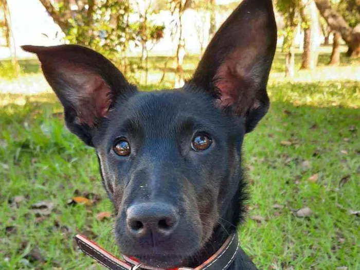 Cachorro ra a Vira Lata  idade 7 a 11 meses nome Cacau 