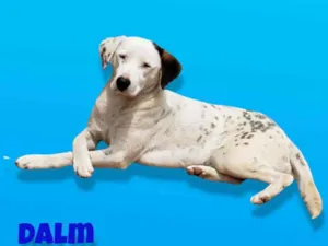 Cachorro raça SRD idade 2 anos nome Dalm