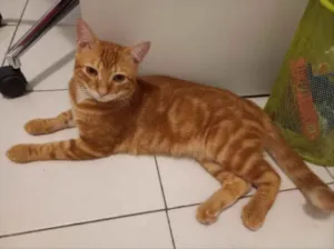 Gato raça  idade 7 a 11 meses nome Bento