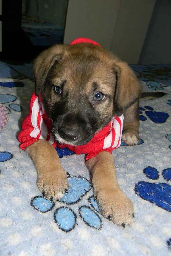 Cachorro ra a Srd idade Abaixo de 2 meses nome Ben