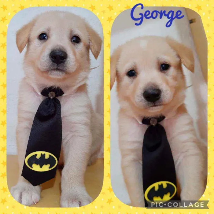 Cachorro raça SRD  idade 2 a 6 meses nome George 