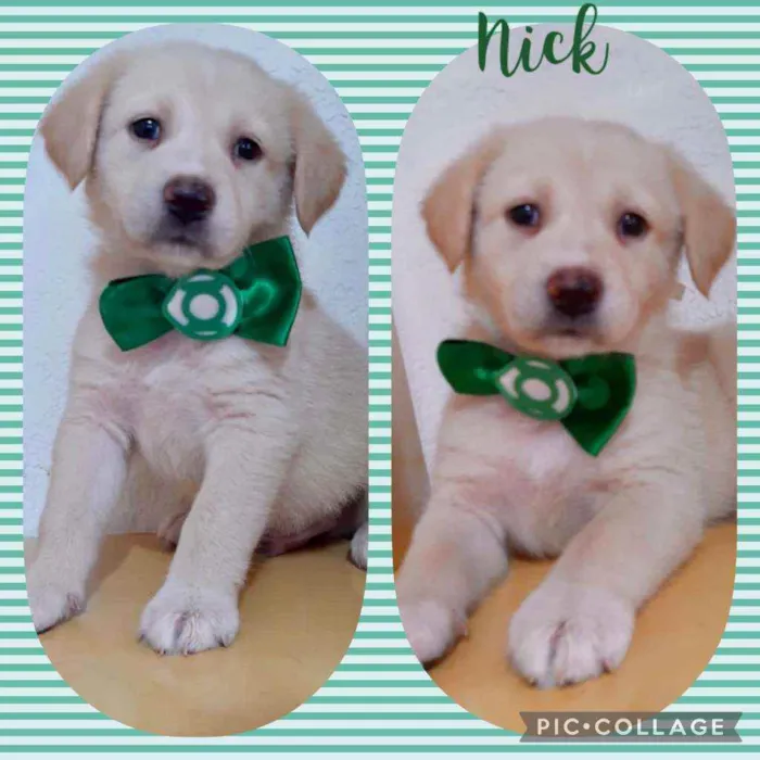 Cachorro raça SRD  idade 2 a 6 meses nome Nick
