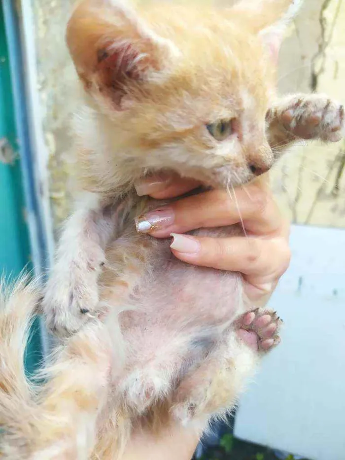 Gato ra a Desconhecida idade 2 a 6 meses nome Não tem nome ainda 