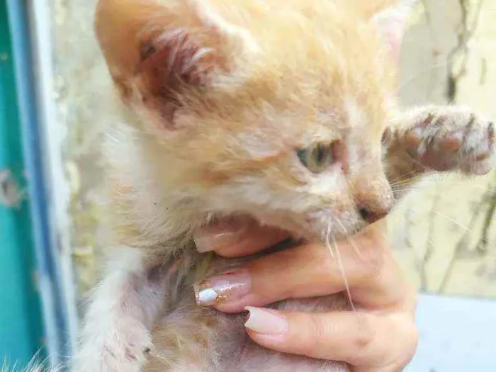Gato ra a Desconhecida idade 2 a 6 meses nome Não tem nome ainda 