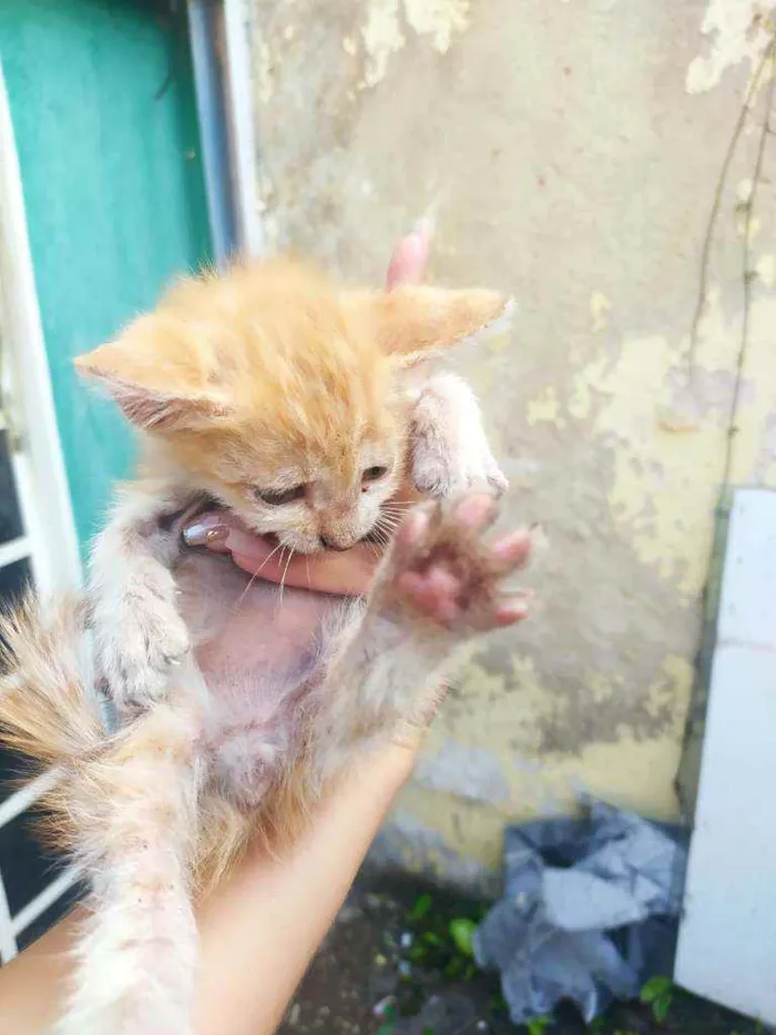 Gato ra a Desconhecida idade 2 a 6 meses nome Não tem nome ainda 