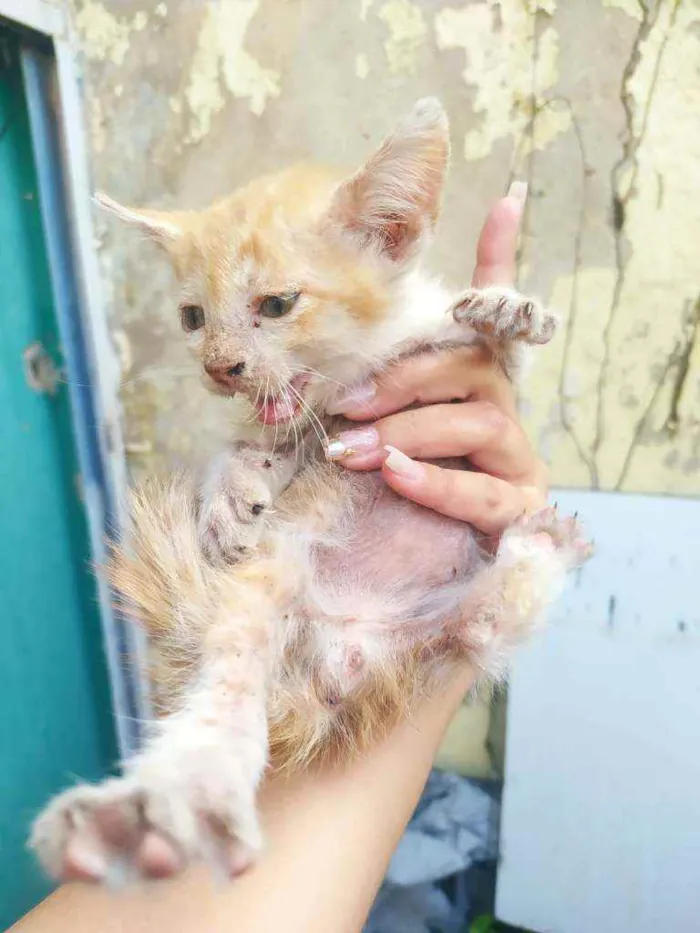 Gato ra a Desconhecida idade 2 a 6 meses nome Não tem nome ainda 