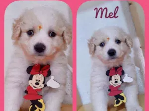 Cachorro raça SRD  idade 2 a 6 meses nome Mel 
