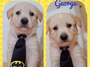 Cachorro raça SRD  idade 2 a 6 meses nome George 