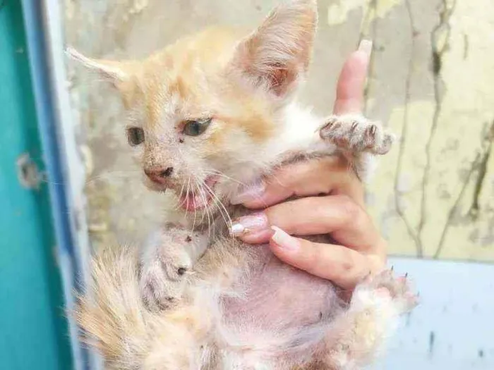 Gato ra a Desconhecida idade 2 a 6 meses nome Não tem nome ainda 