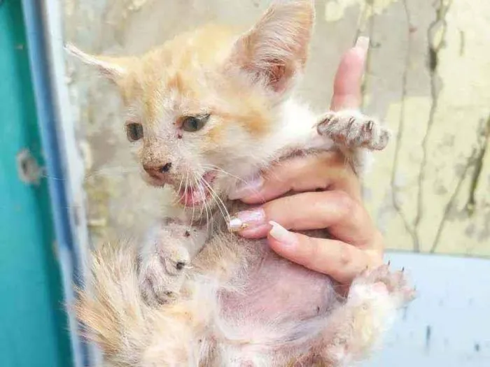Gato ra a Desconhecida idade 2 a 6 meses nome Não tem nome ainda 