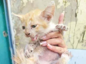 Gato raça Desconhecida idade 2 a 6 meses nome Não tem nome ainda 
