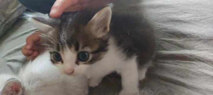 Gato ra a SRD idade 2 a 6 meses nome Mila e Nina