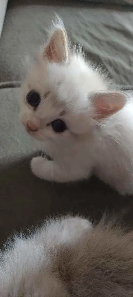 Gato ra a SRD idade 2 a 6 meses nome Mila e Nina