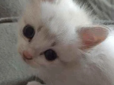 Gato ra a SRD idade 2 a 6 meses nome Mila e Nina