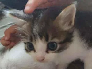 Gato raça SRD idade 2 a 6 meses nome Mila e Nina
