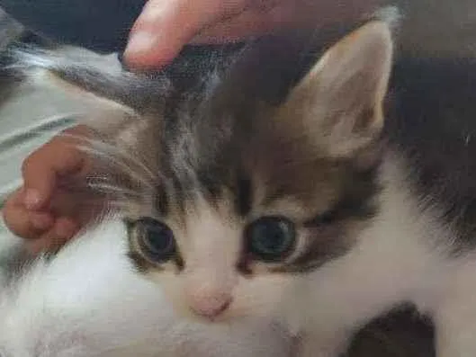 Gato ra a SRD idade 2 a 6 meses nome Mila e Nina