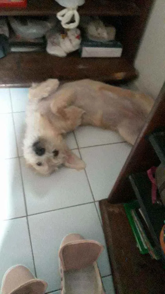 Cachorro ra a misturada poodle com yorshire idade 1 ano nome Bibi