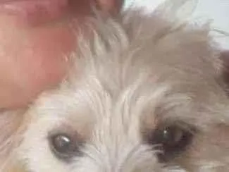 Cachorro ra a misturada poodle com yorshire idade 1 ano nome Bibi