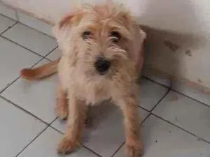 Cachorro raça misturada poodle com yorshire idade 1 ano nome Bibi