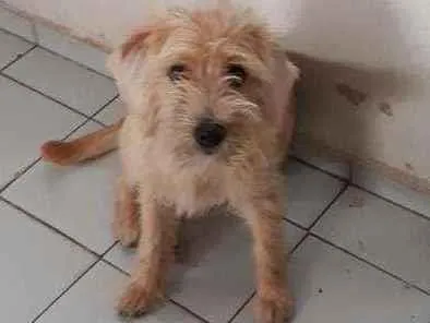 Cachorro ra a misturada poodle com yorshire idade 1 ano nome Bibi