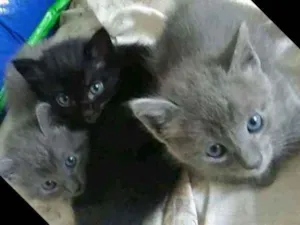 Gato raça srd idade 2 a 6 meses nome Rasputin
