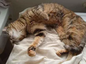 Gato raça SRD idade 6 ou mais anos nome Didi 