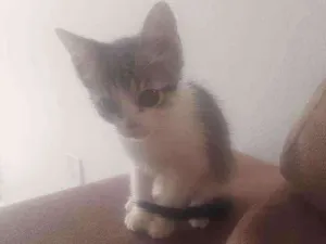 Gato raça Viralata idade 2 a 6 meses nome Mel