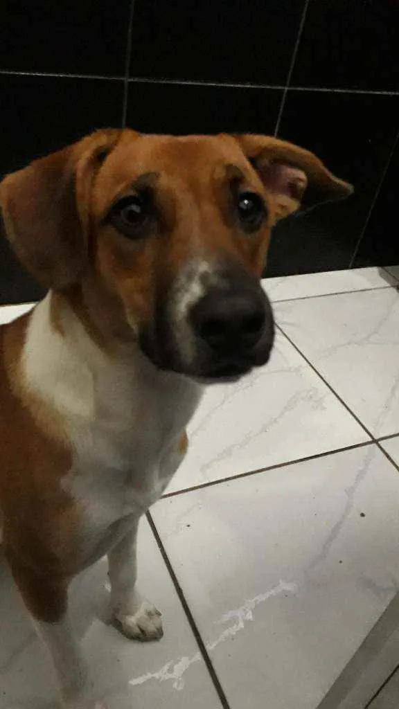 Cachorro ra a Não definida idade 2 anos nome Ned