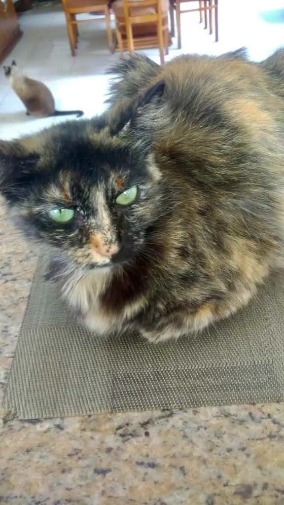 Gato raça Srd  idade 7 a 11 meses nome Frufru peluda linda 