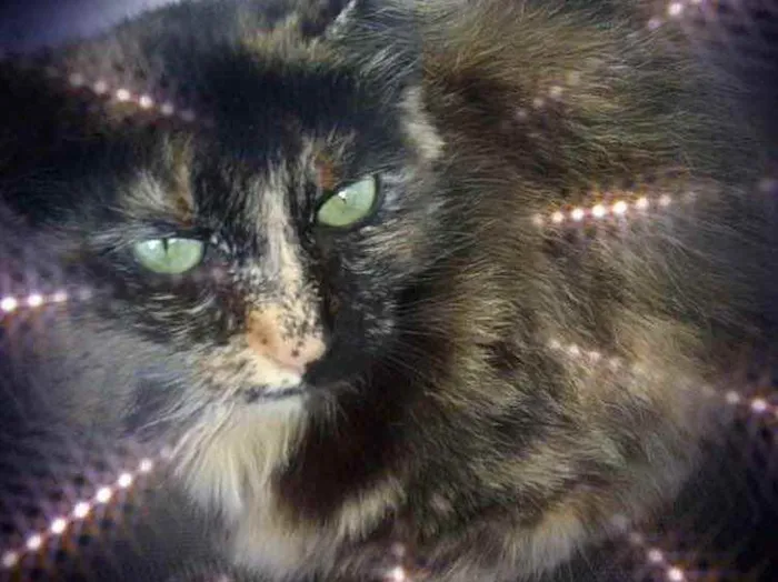 Gato raça Srd  idade 7 a 11 meses nome Frufru peluda linda 