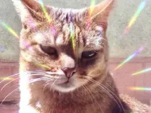 Gato raça Srd idade 2 anos nome Ruivo lindo e bonzin