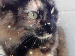 Gato raça Srd idade 2 anos nome Menina tricolor 