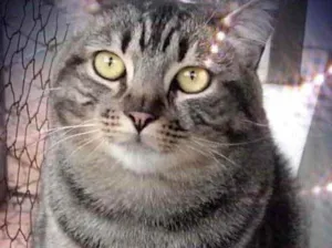 Gato raça Std idade 1 ano nome Tom gorduchinho 