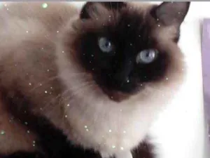 Gato raça Srd idade 2 anos nome Gatinha linda peluda