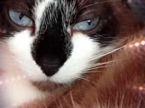 Gato raça Srd idade 2 anos nome Branca linda 